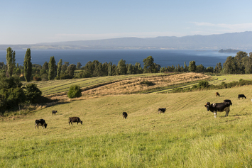 House Image of Descubriendo Lago Ranco: Una joya escondida en el sur de Chile