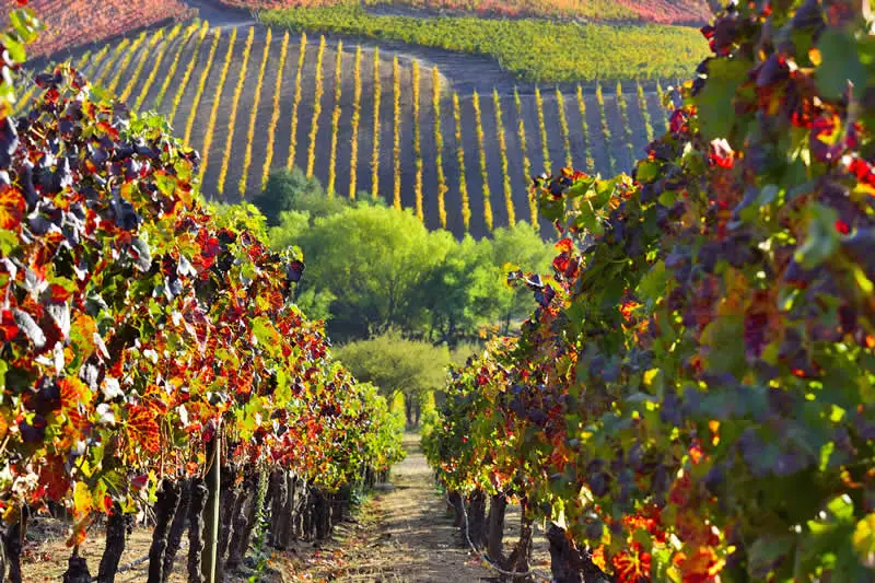 House Image of Disfruta al máximo el verano en el Valle de Colchagua