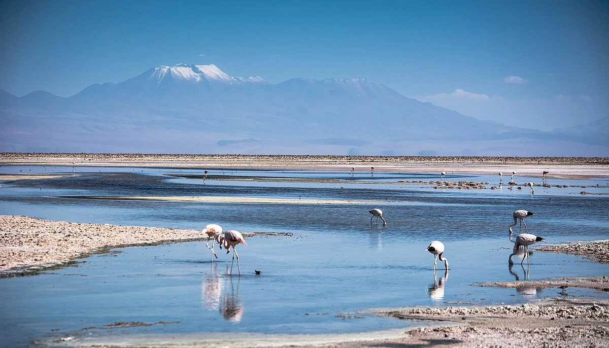 House Image of Laguna Chaxa, San Pedro de Atacama: Un Espejo Natural en el Desierto