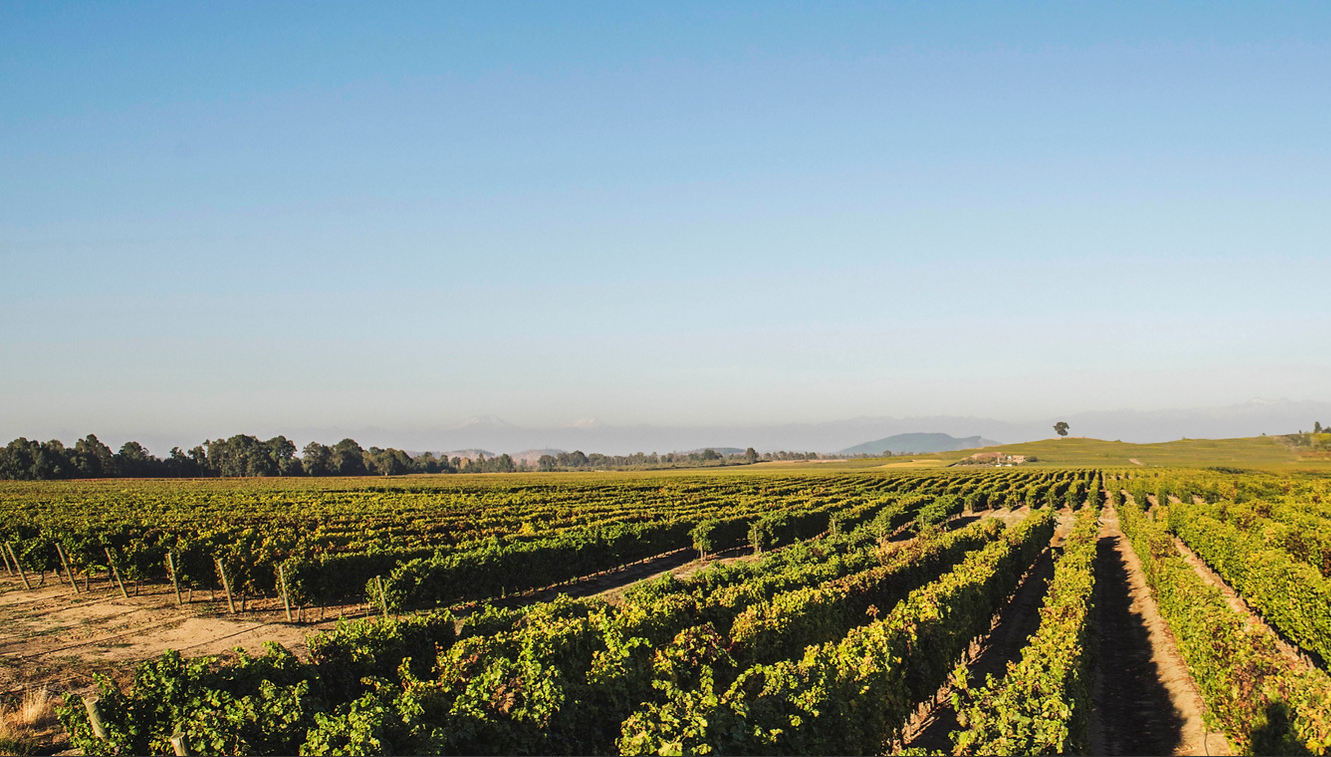 House Image of Viña del Pedregal - Family Winemakers: Tras la Herencia de Pasión y Tradición