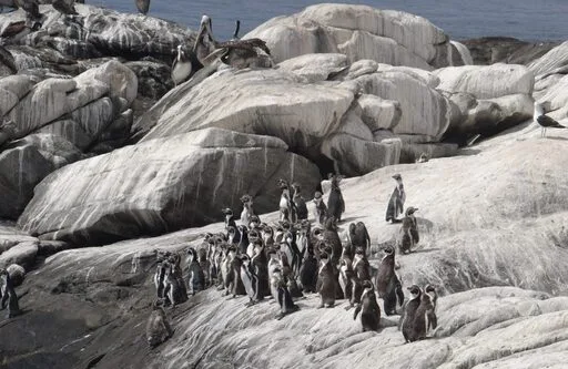 House Image of La Magia de los Pingüinos de Isla Cachagua