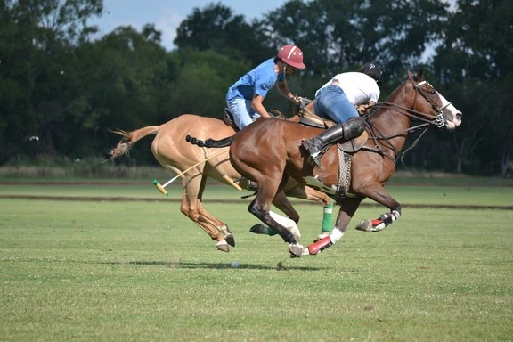 House Image of Polo en Chile: Adentrándose en el Mundo del Polo en Chile