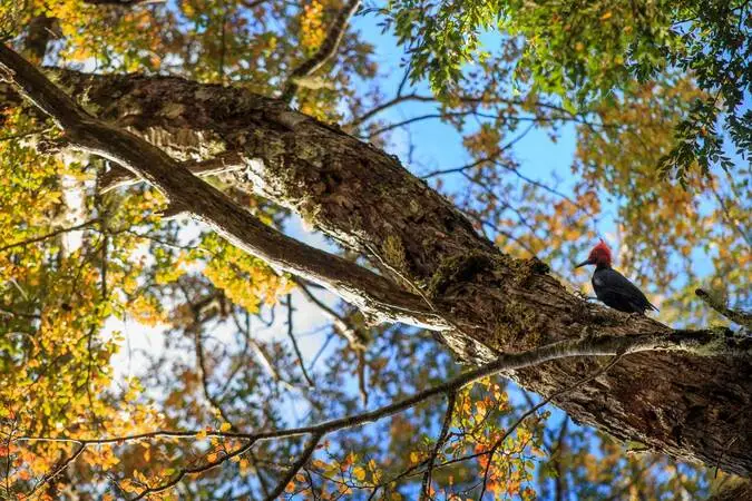 House Image of Explorando la Naturaleza: Los Senderos en Villarrica