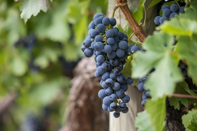 House Image of Viña Montes en Zapallar: Un Viaje por el Corazón del Vino Chileno