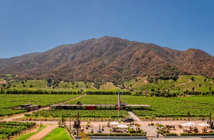 House Image of Viña Montes: La Confluencia de Terroir y Pasión